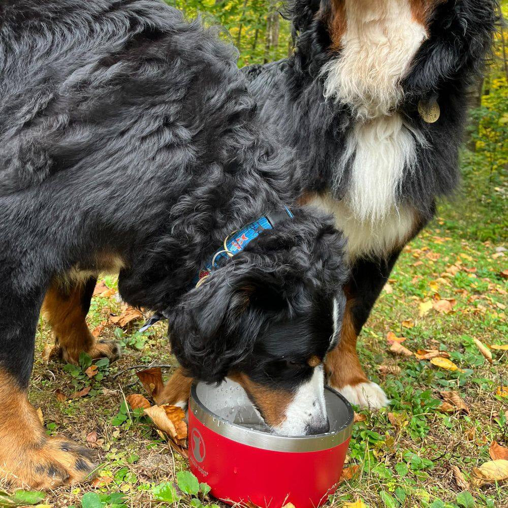 INDULGE 64 Oz. 8 Cup Double Wall Stainless Steel Dog Bowl, Non Slip, Lifetime Warranty in Red