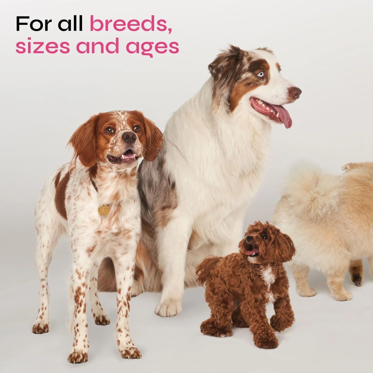 Dog Allergy Relief Chews Dog Itching Skin Relief anti Itch for Dogs Dog Itch