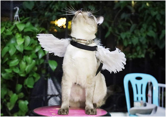 Pet Halloween Costume Cosplay Angel Devil Black White Wing for Dog Cat Rabbit Piggy - Funny Gift at Halloween Party Anime Theme Birthday Christmas (Black, Small)